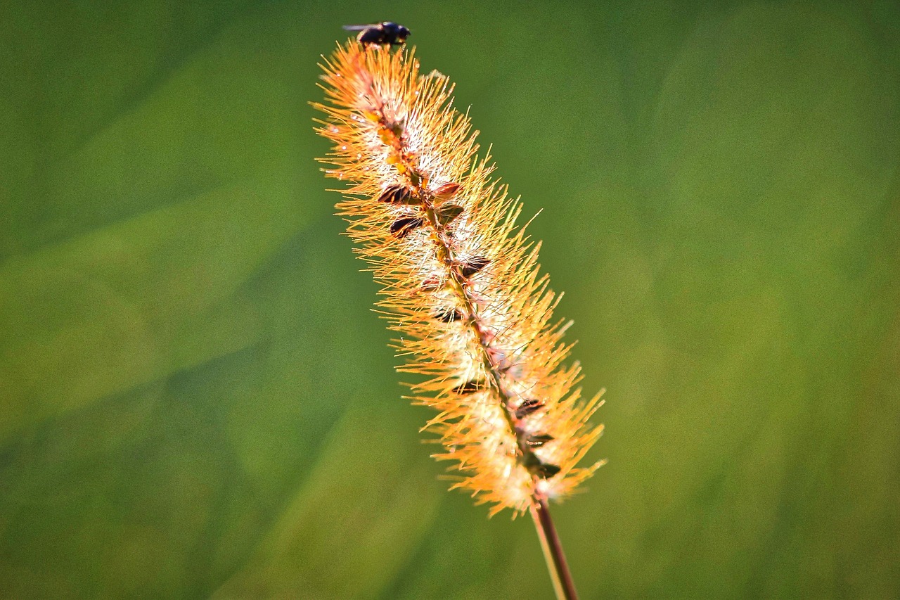 autumn grass grasses free photo