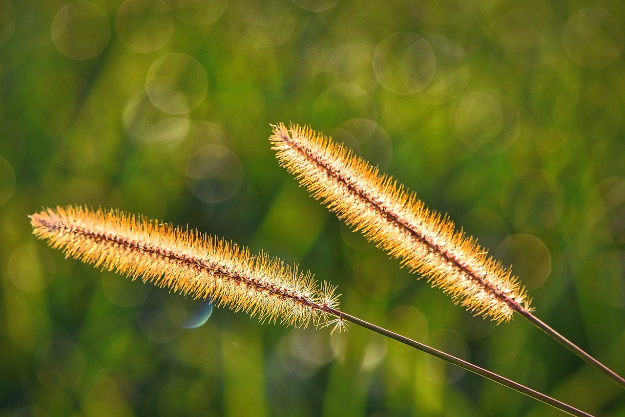 autumn grass grasses free photo