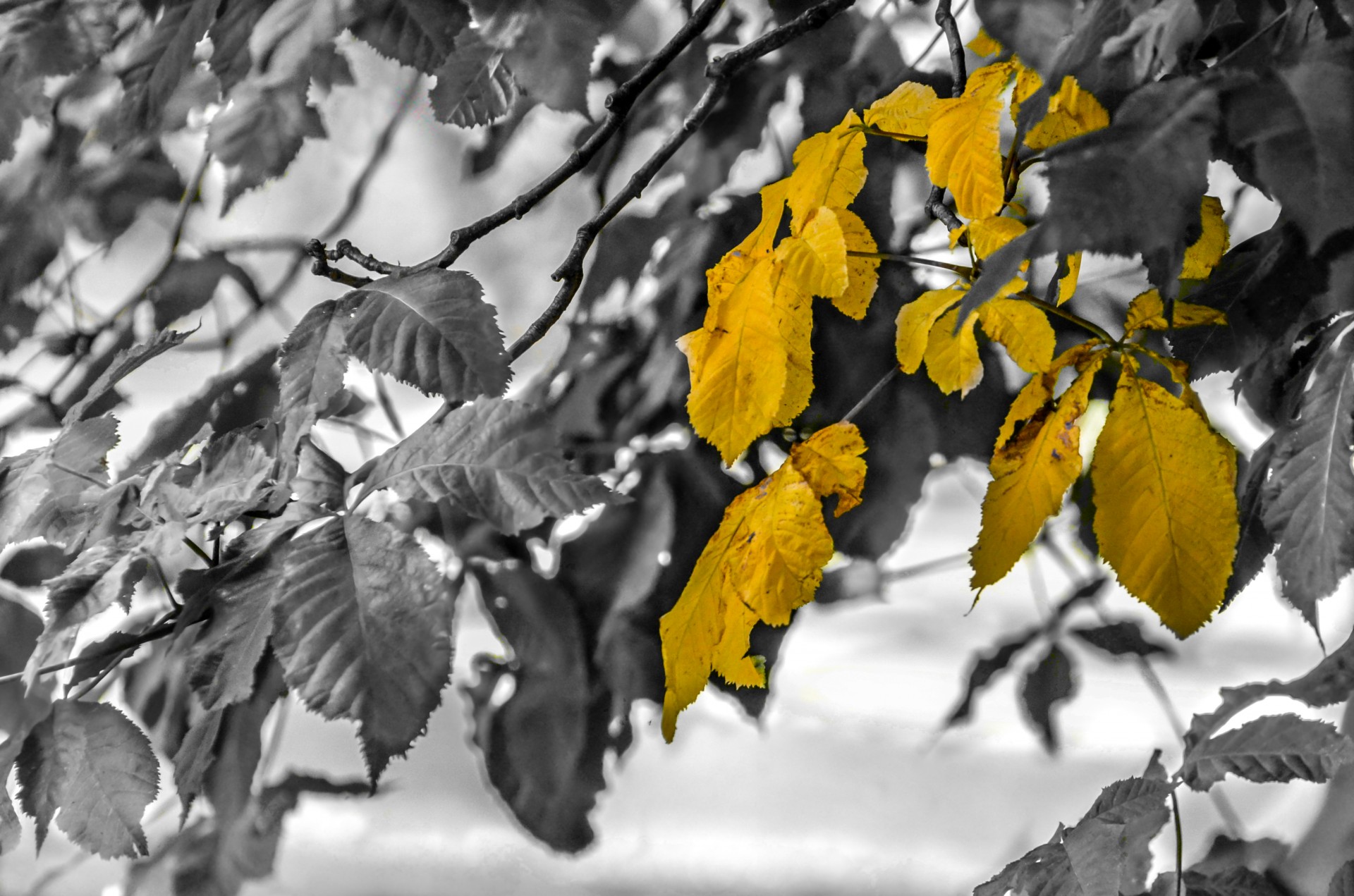 tree leaves dry free photo