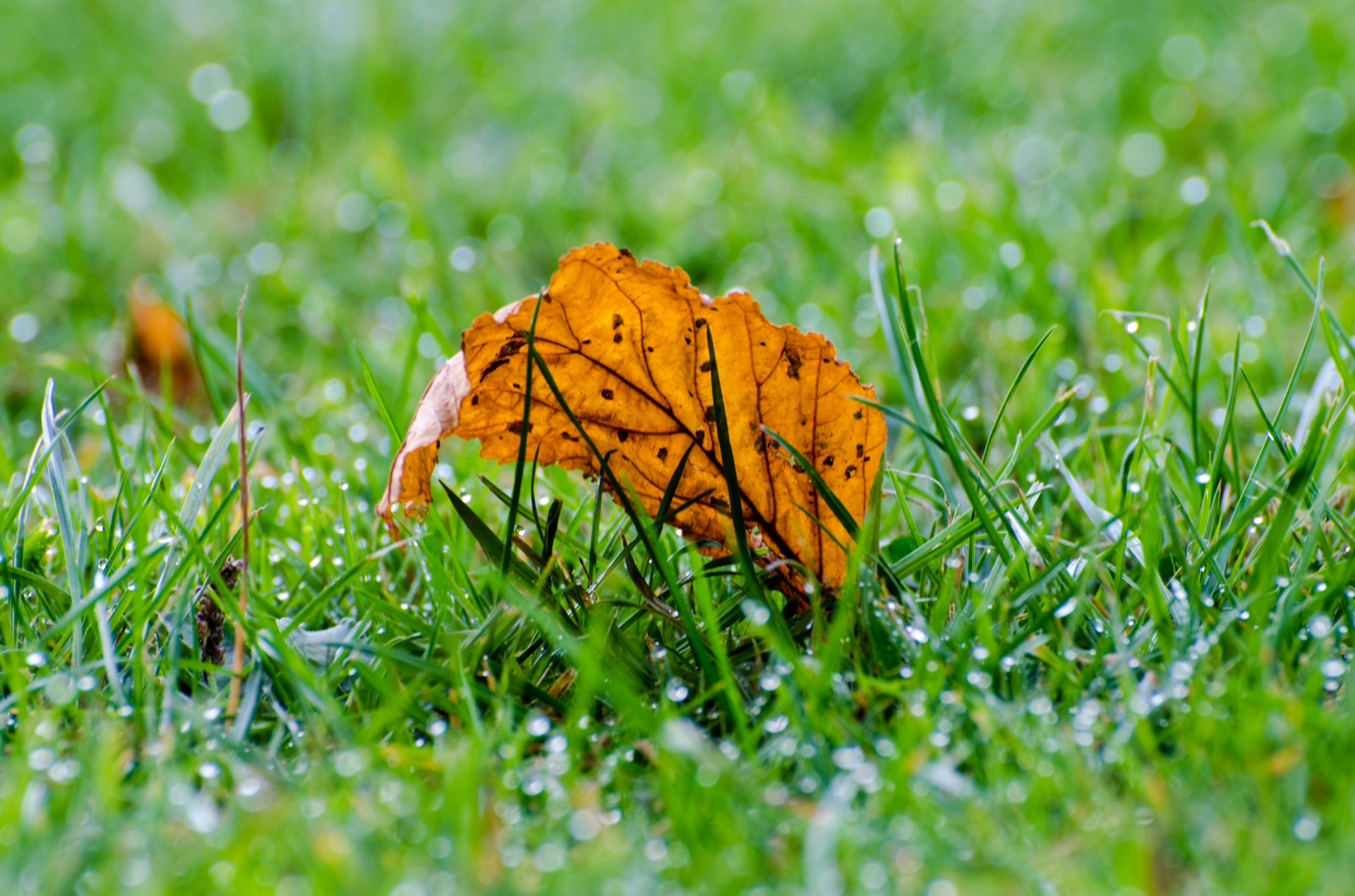 autumn seasons grass free photo