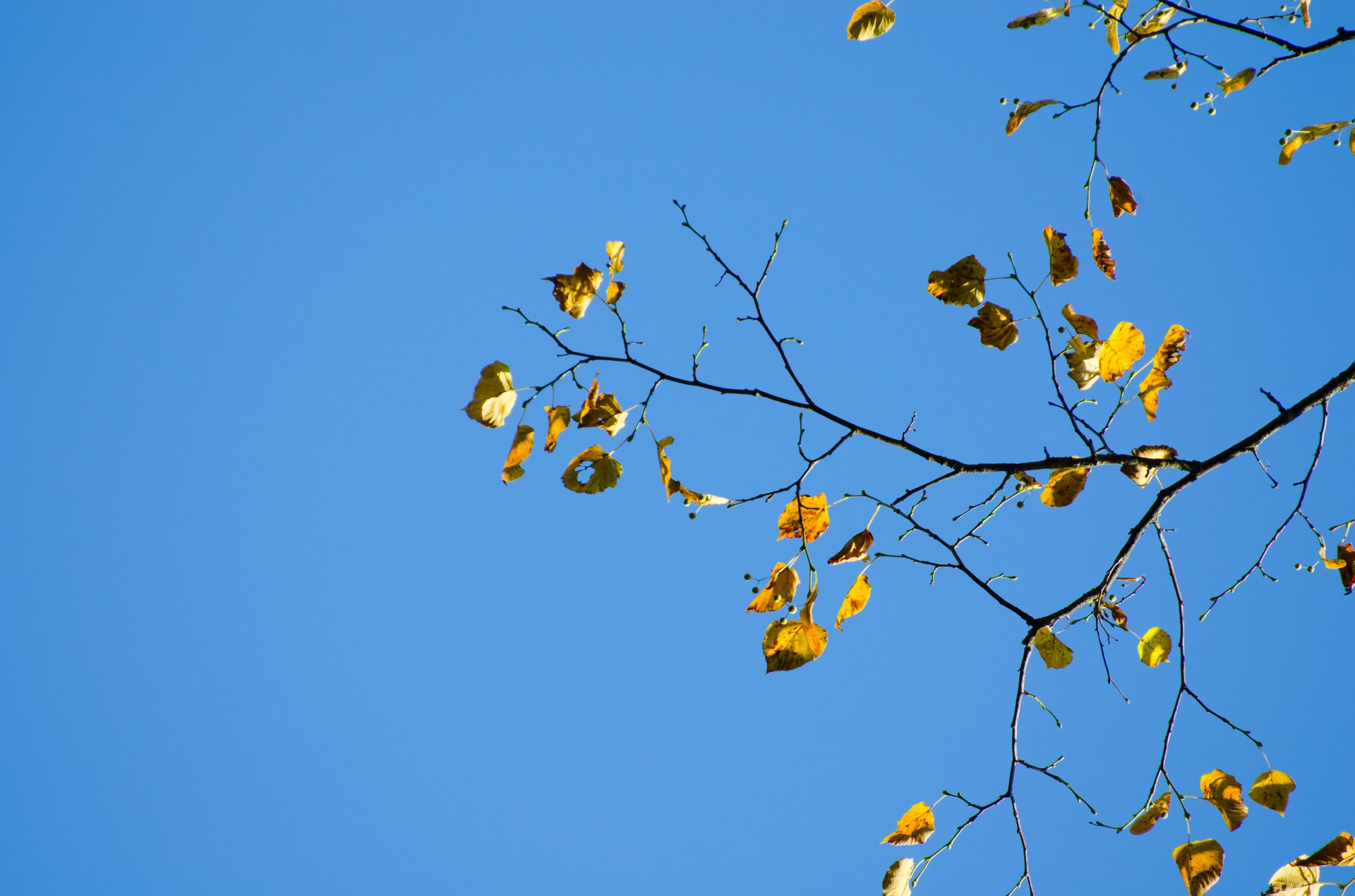 leaves colorful season autumn free photo