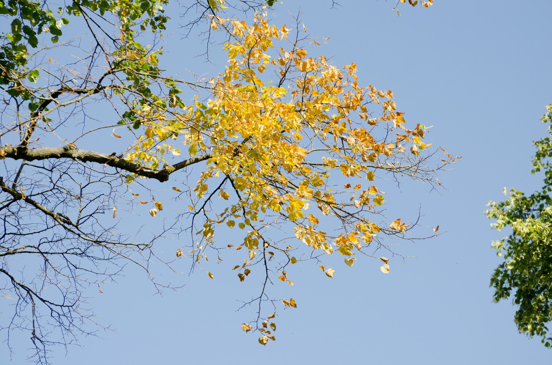 leaves colorful season autumn free photo