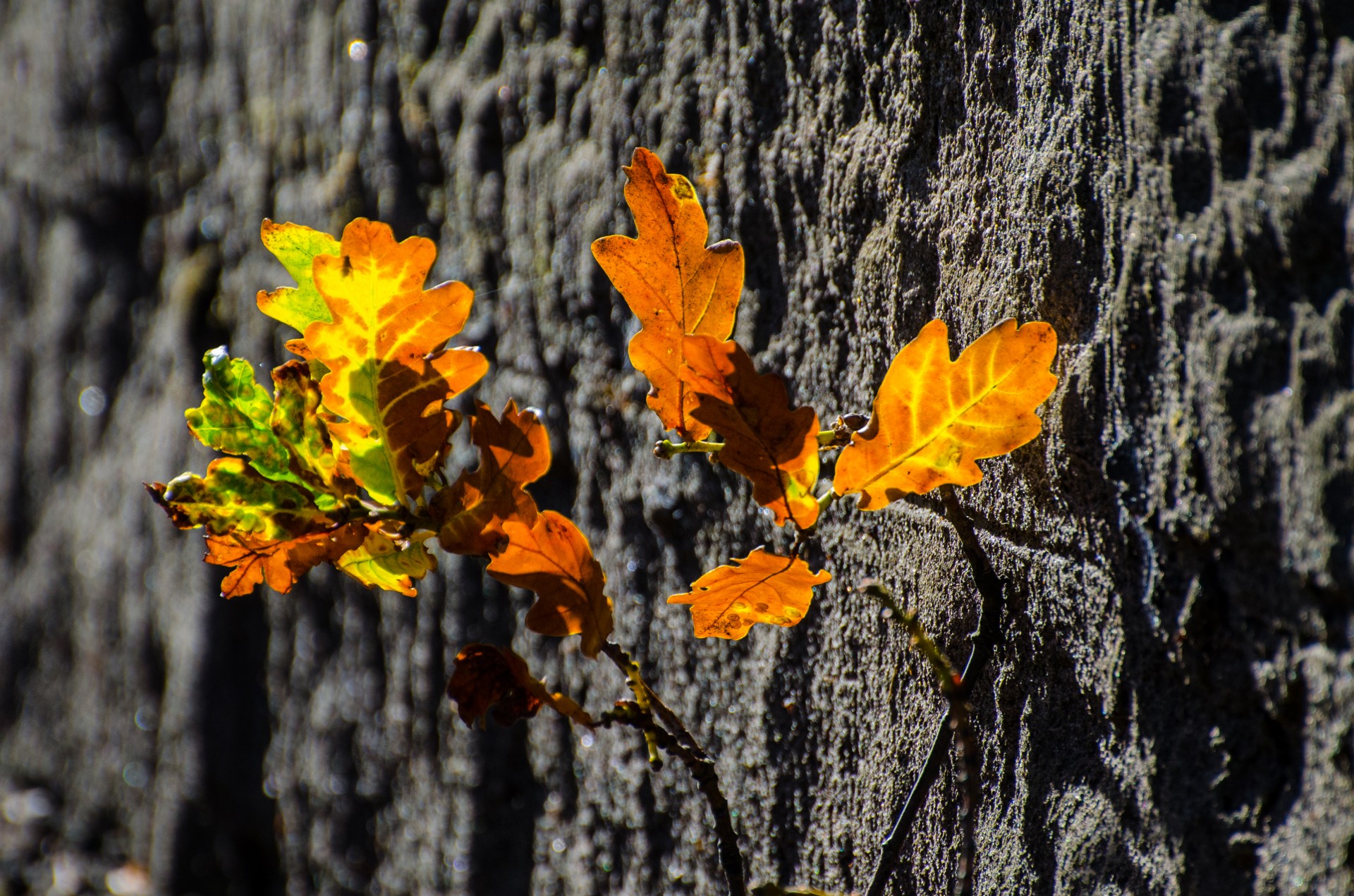 leaves colorful season autumn free photo