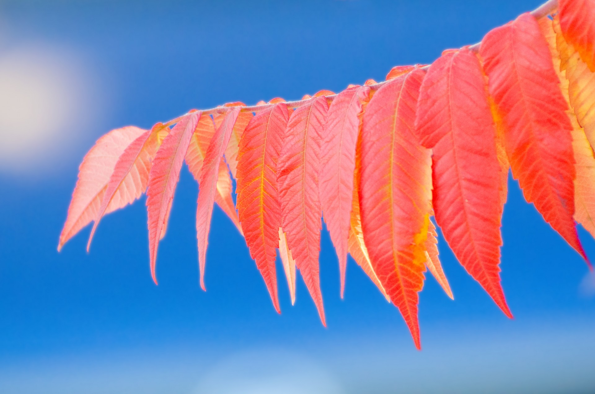 leaves autumn autumnal free photo