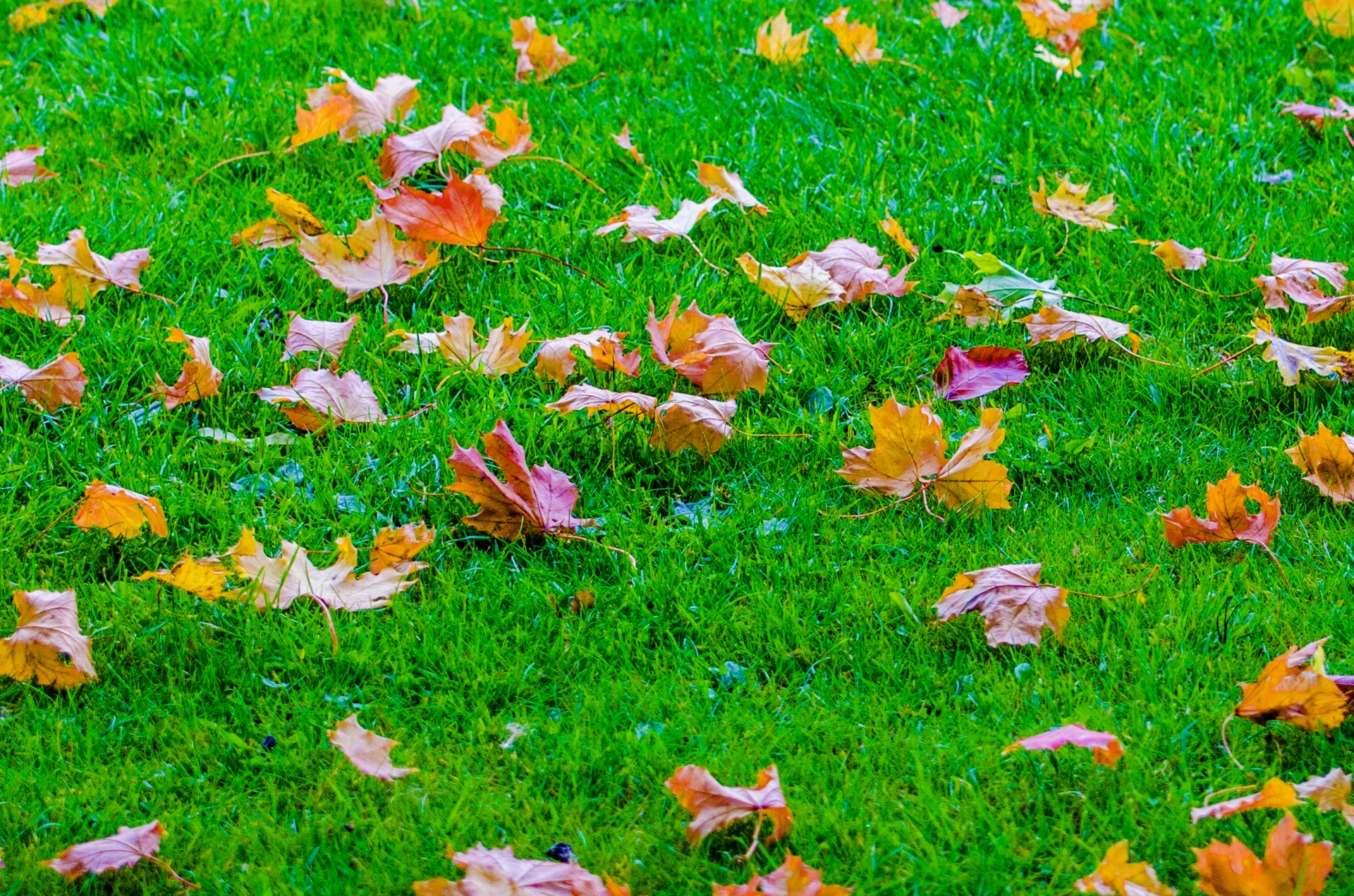 leaves autumn autumnal free photo