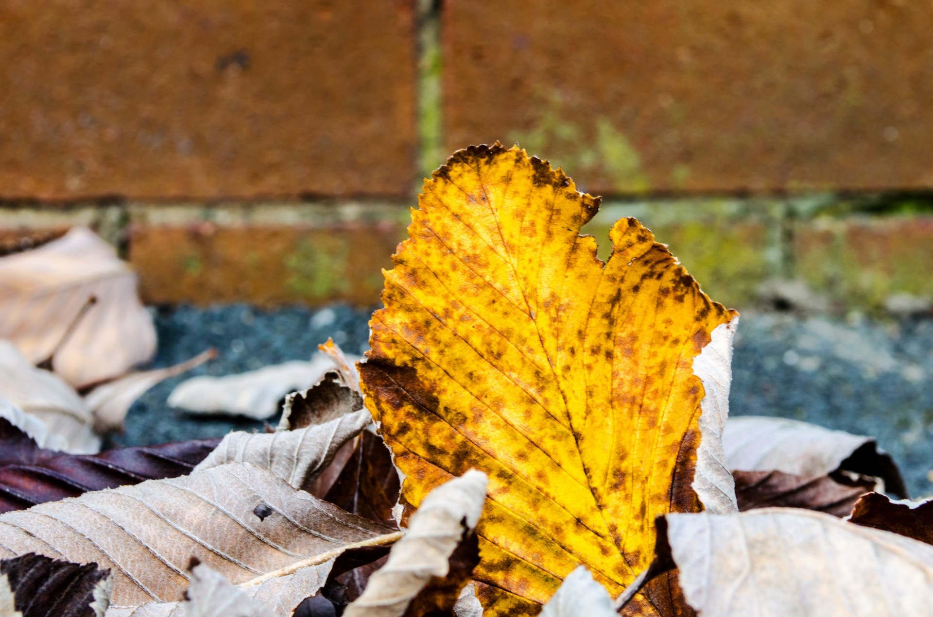 autumn leaves colorful free photo