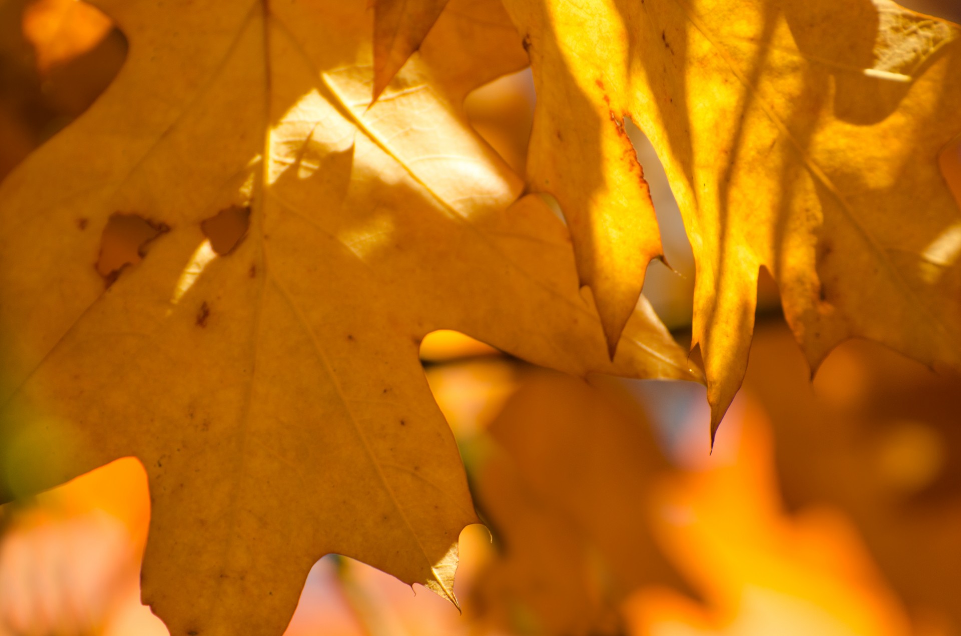 autumn leaves colorful free photo