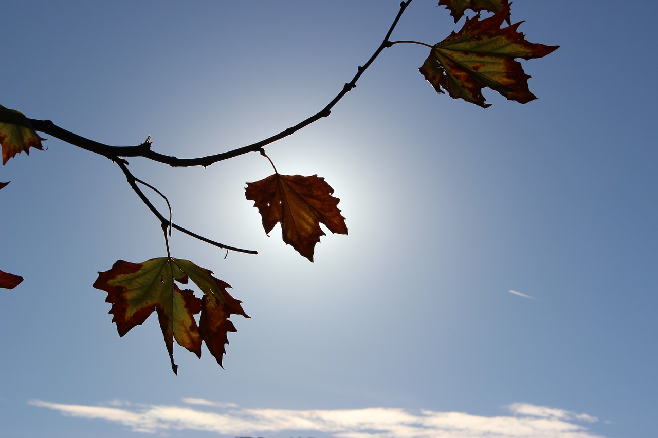 autumn leaves sun free photo