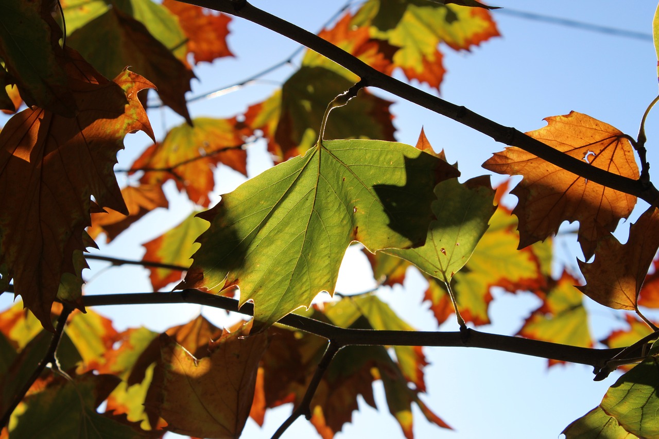 autumn leaves sun free photo