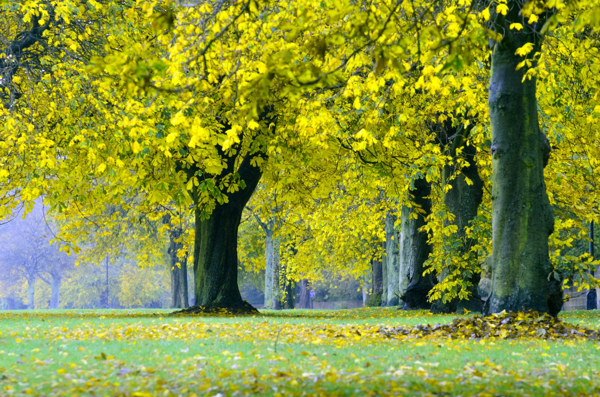 autumn tree trees free photo