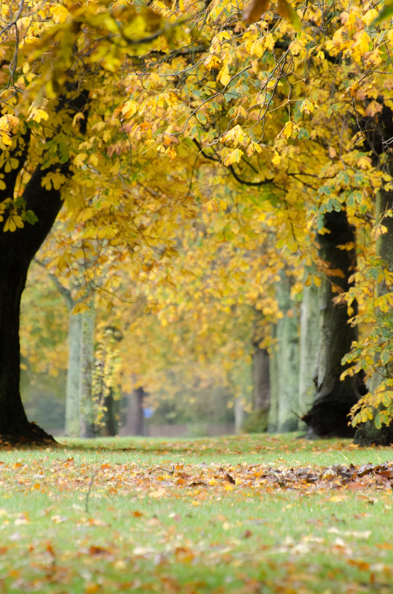 autumn tree trees free photo