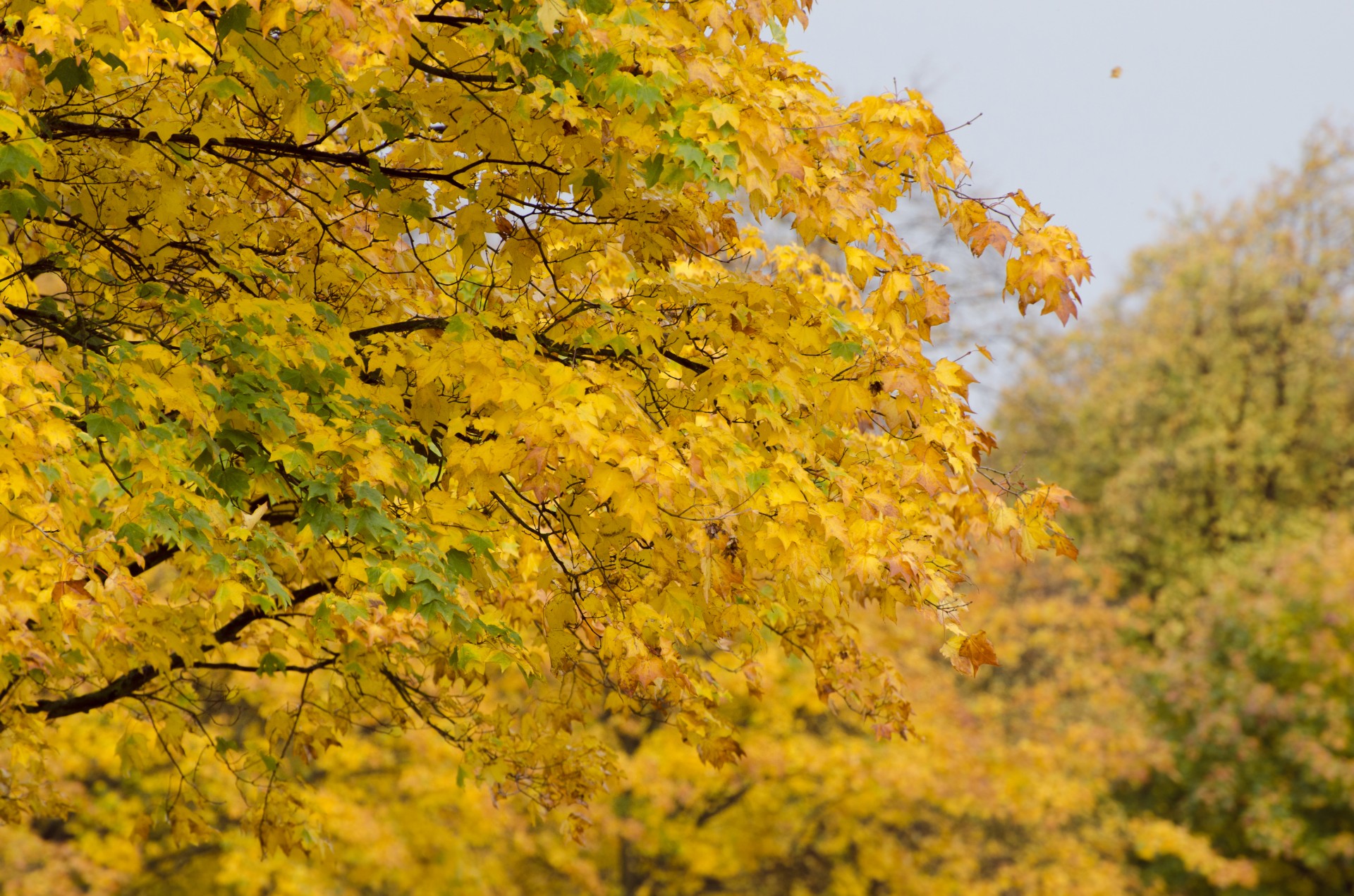 autumn tree trees free photo