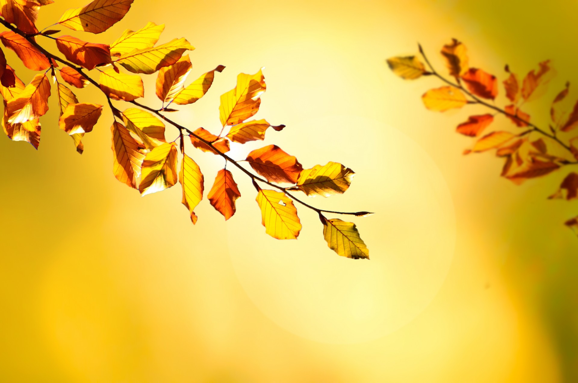 autumn illustration tree free photo