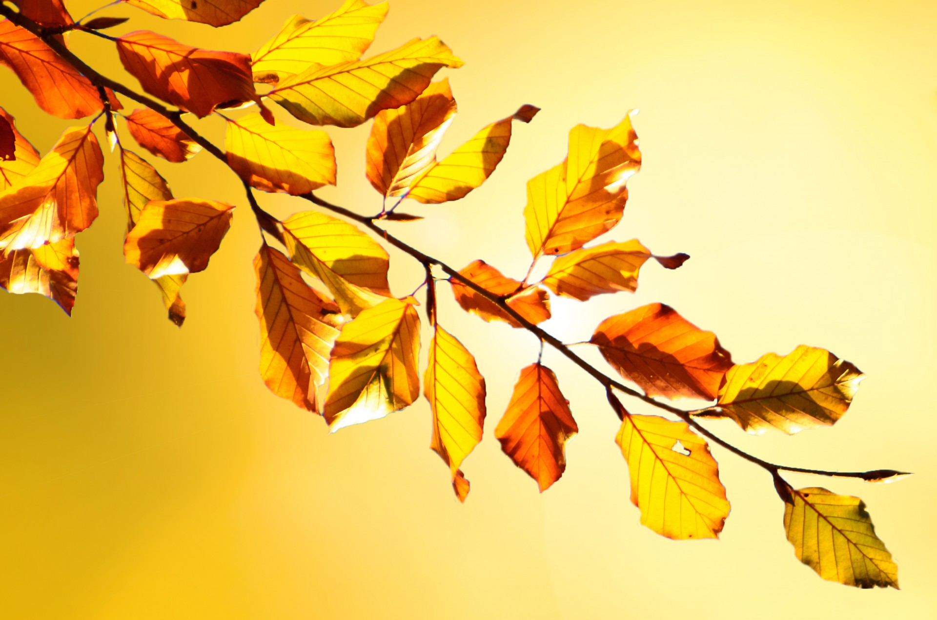 autumn illustration tree free photo