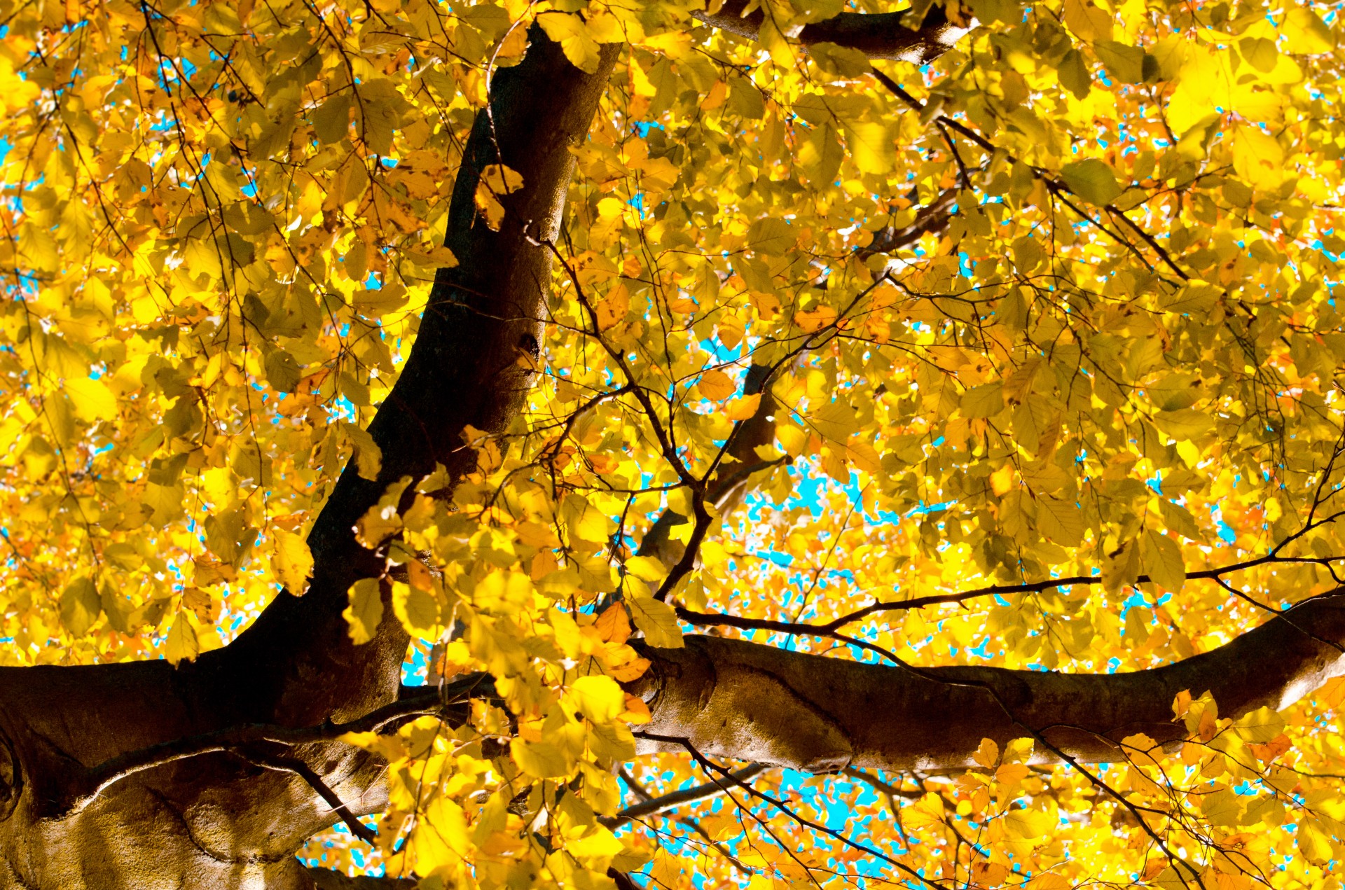 autumn tree trees free photo