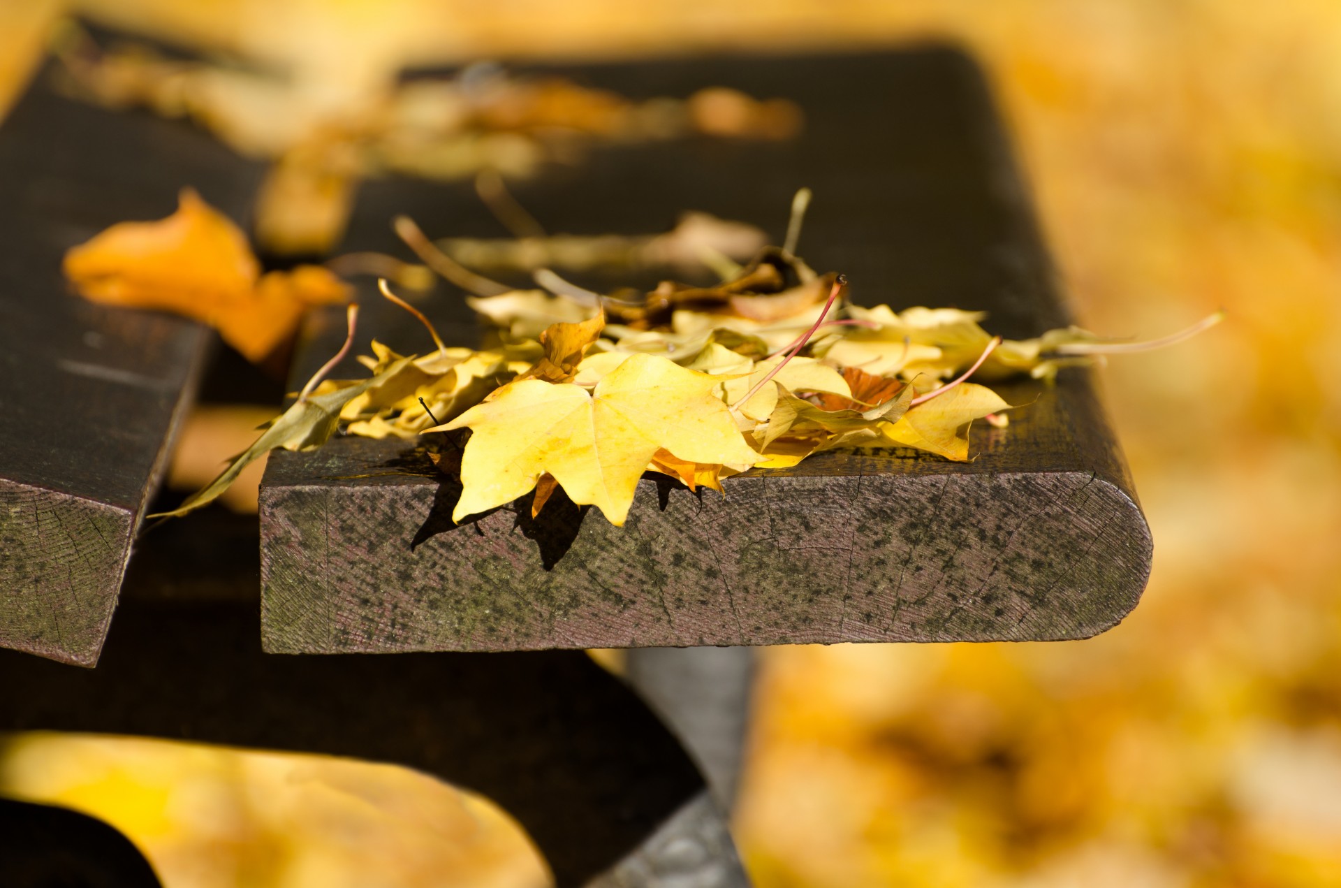 autumn bench leaves free photo