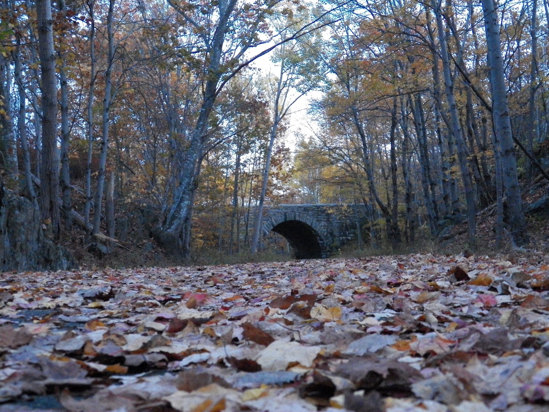 autumn fall leaves free photo