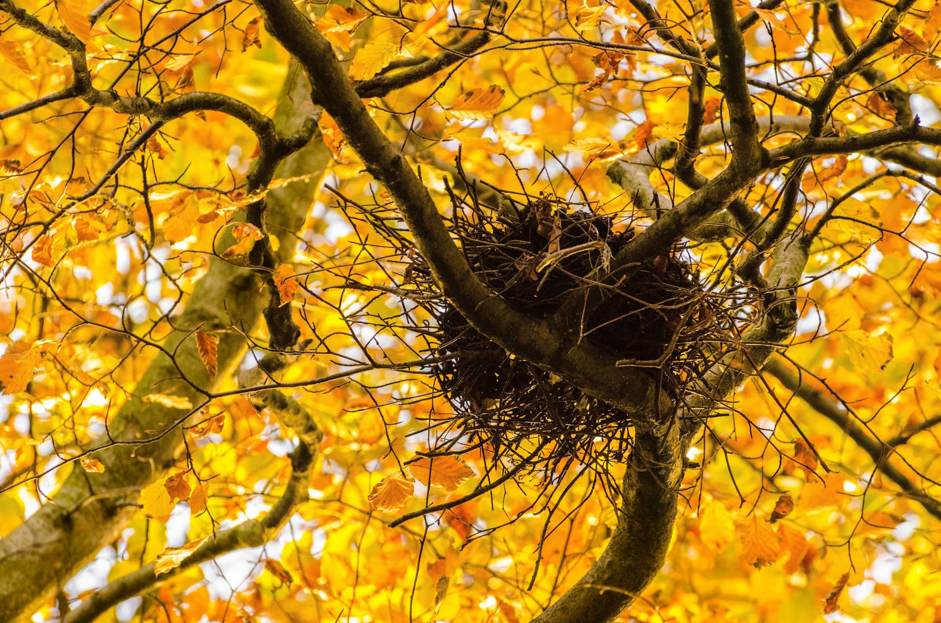 autumn tree branch free photo