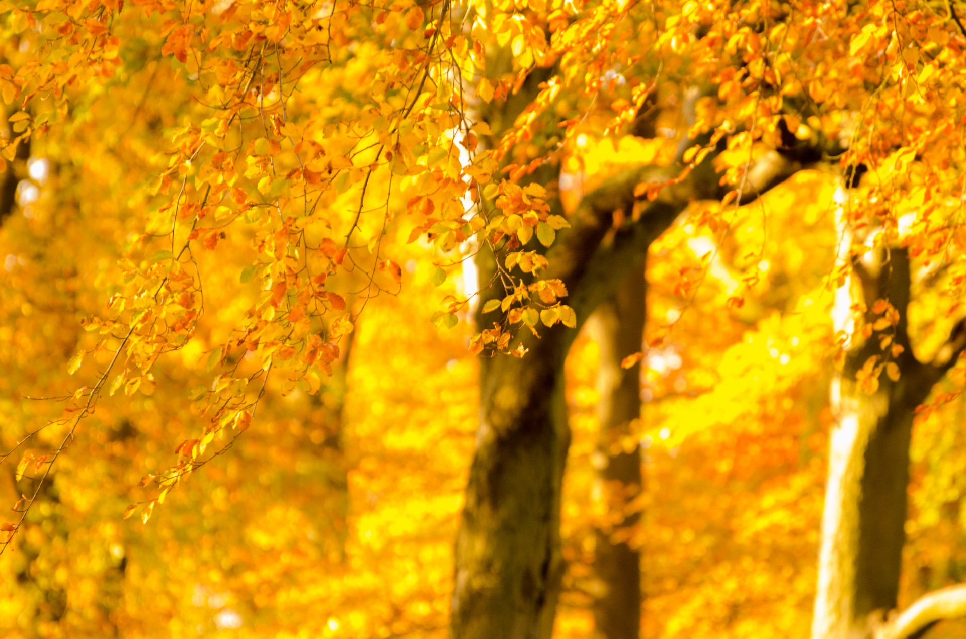 autumn tree trees free photo