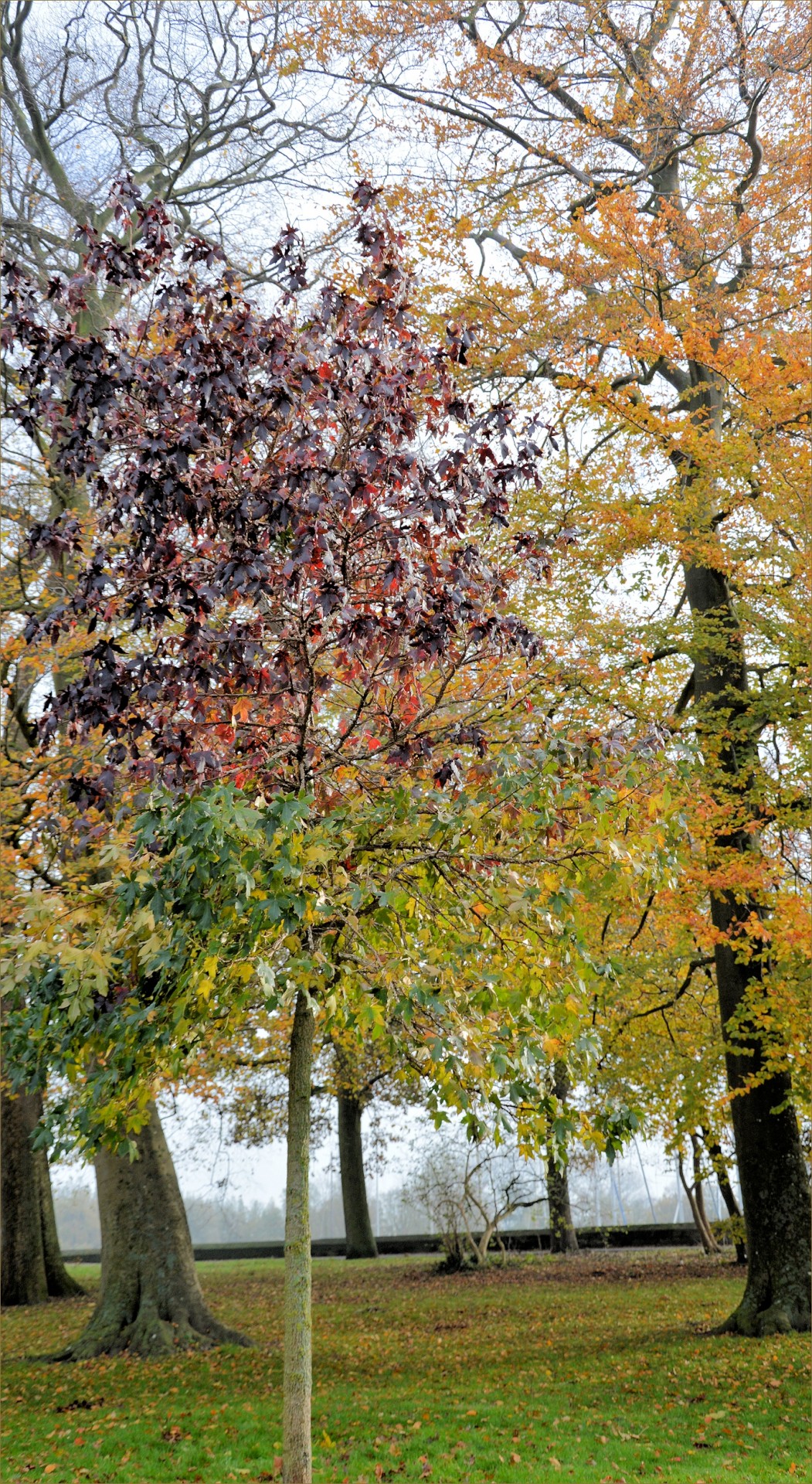 tree plant autumn free photo