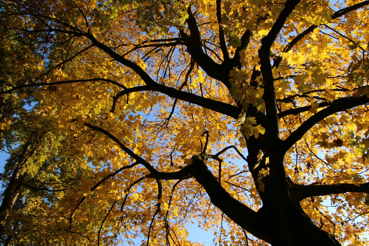 autumn leaves light free photo