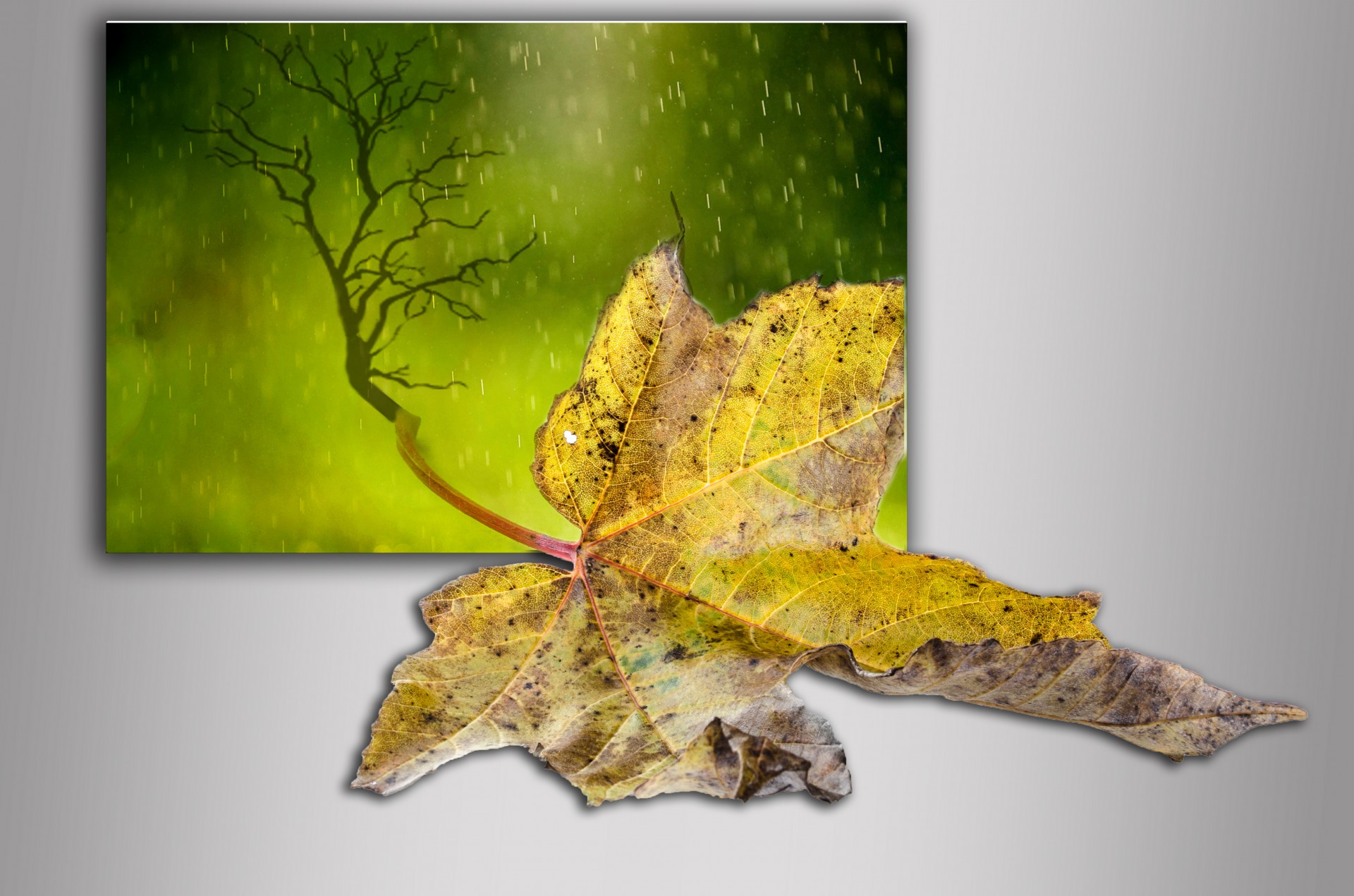 leaf nature rain free photo