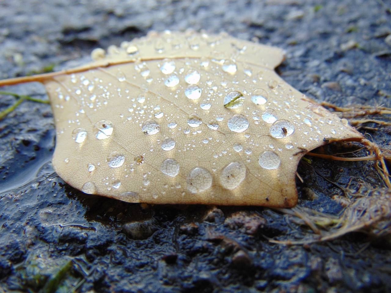 autumn fall leaf free photo