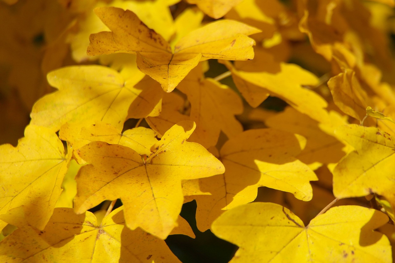 autumn yellow leaves free photo