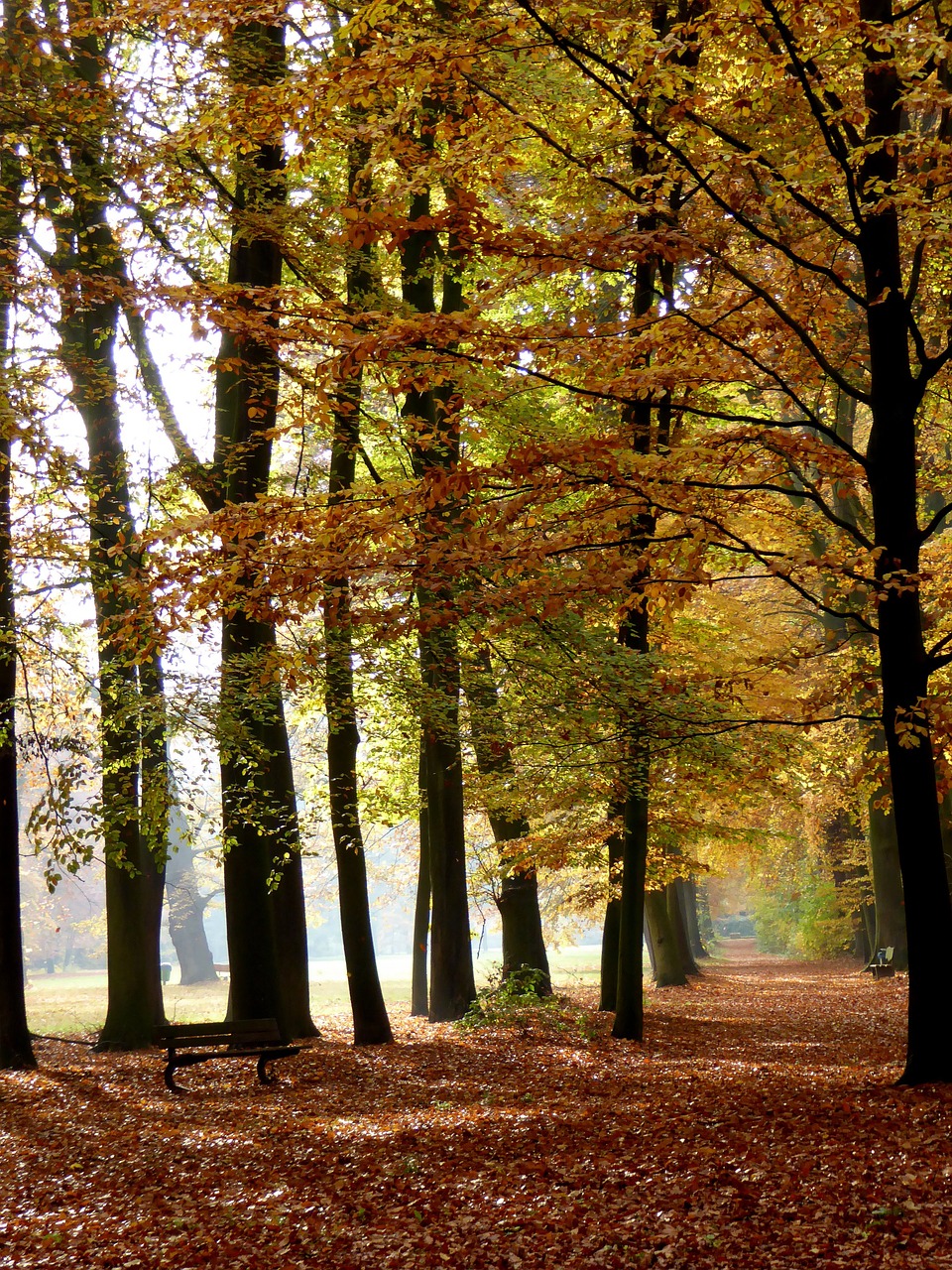 autumn leaves leaves in the autumn free photo