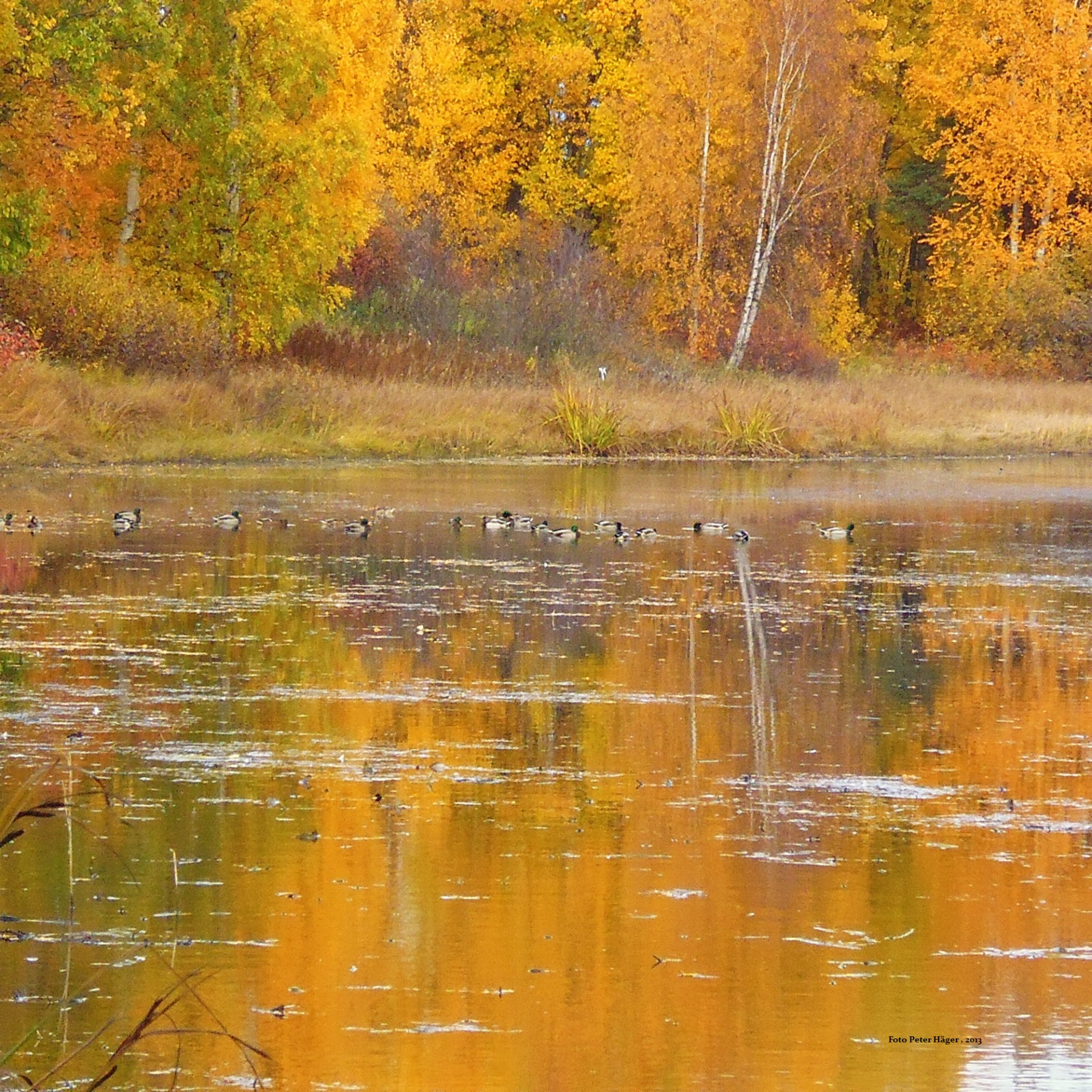 fall colors autumn free photo