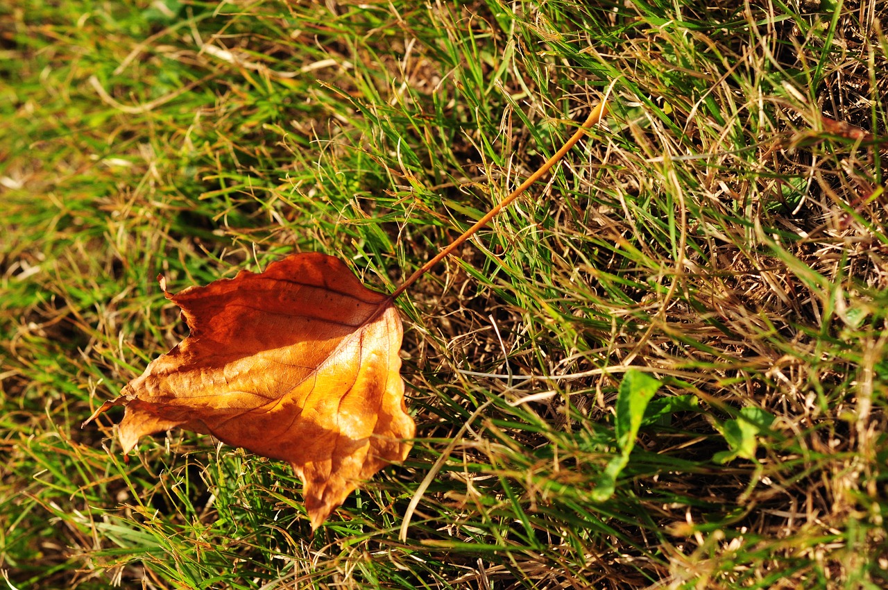 autumn defoliation grassland free photo