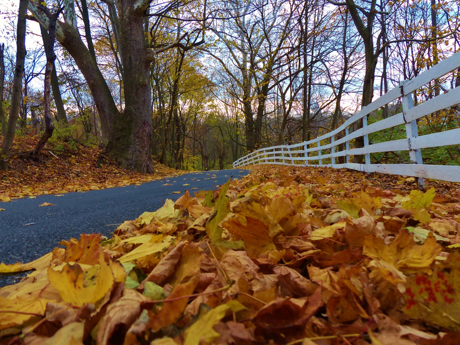 autumn fall seasons free photo