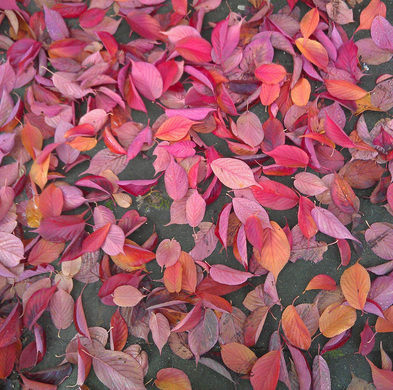 autumn leaves autumn leaves free photo