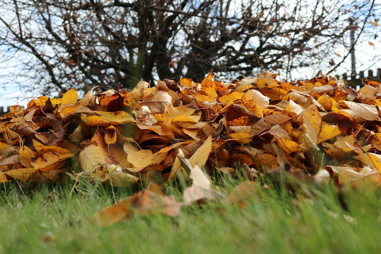 autumn leaves fall foliage free photo