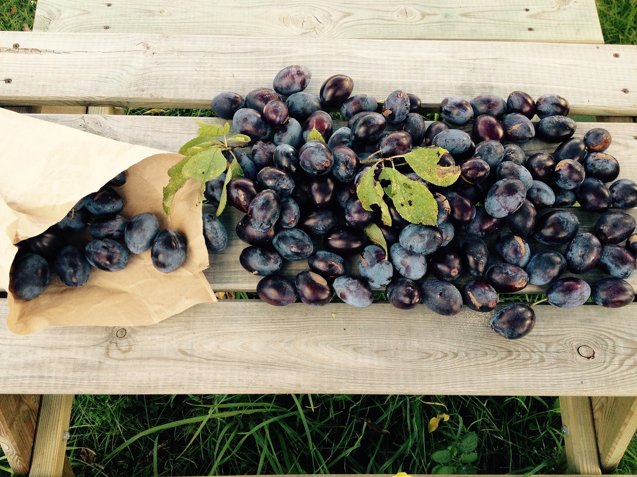 autumn plums harvest free photo