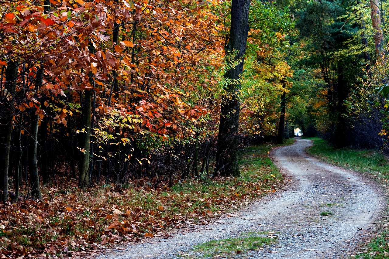 autumn color forest free photo