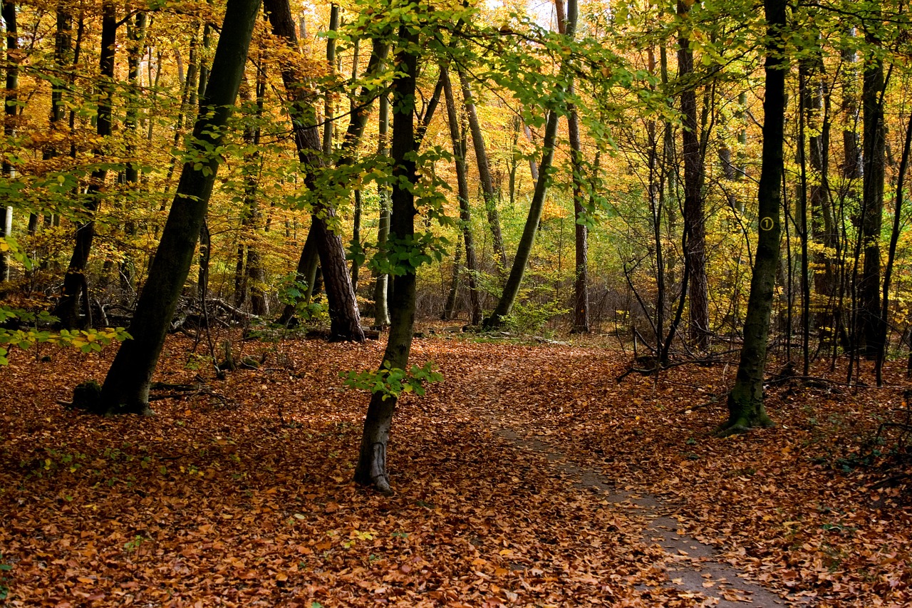 autumn color forest free photo