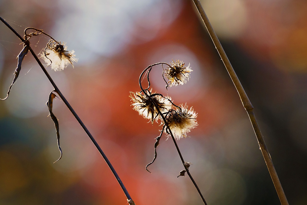 autumn natural plant free photo