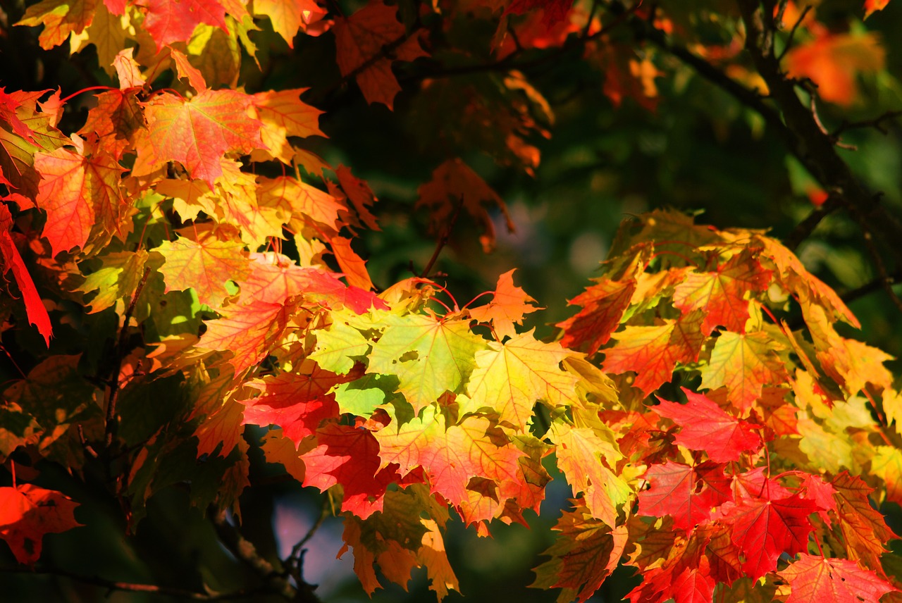 autumn leaves emerge free photo