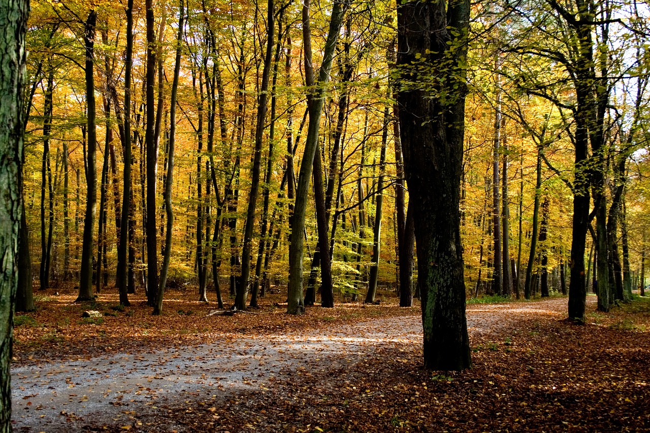 autumn color colorful leaves free photo