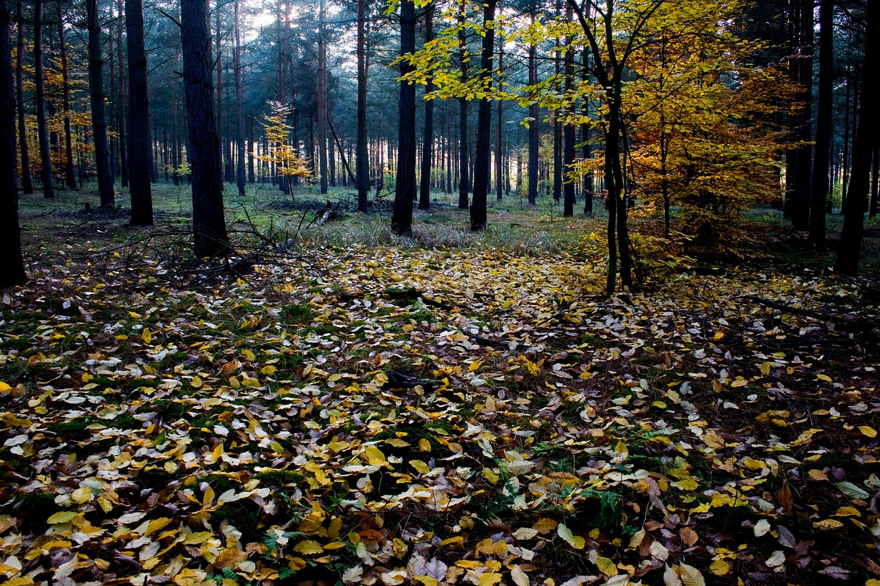 autumn autumn forest colorful leaves free photo