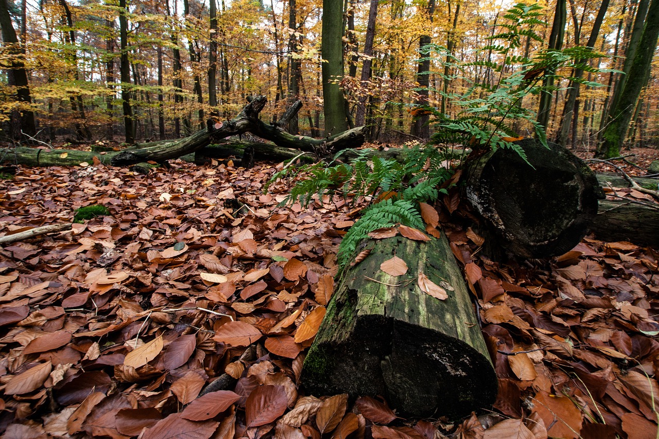 autumn autumn forest colorful leaves free photo