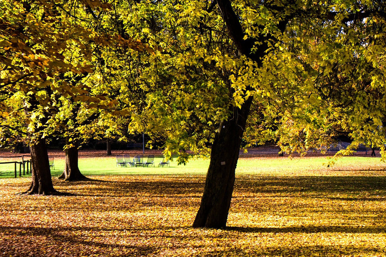 autumn autumn forest colorful leaves free photo