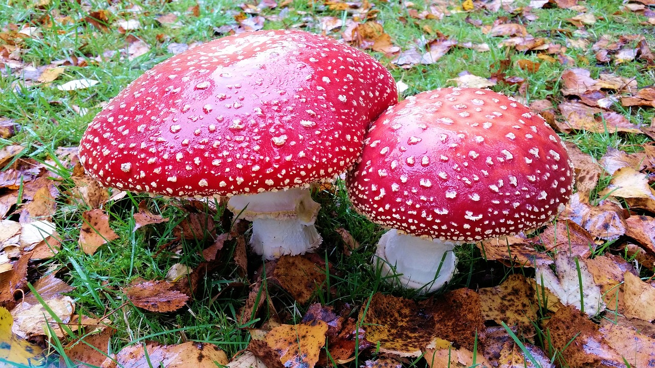 autumn mushrooms red white dots free photo