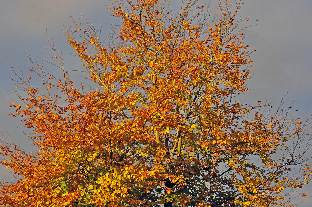 autumn beech in the sun beech tree free photo