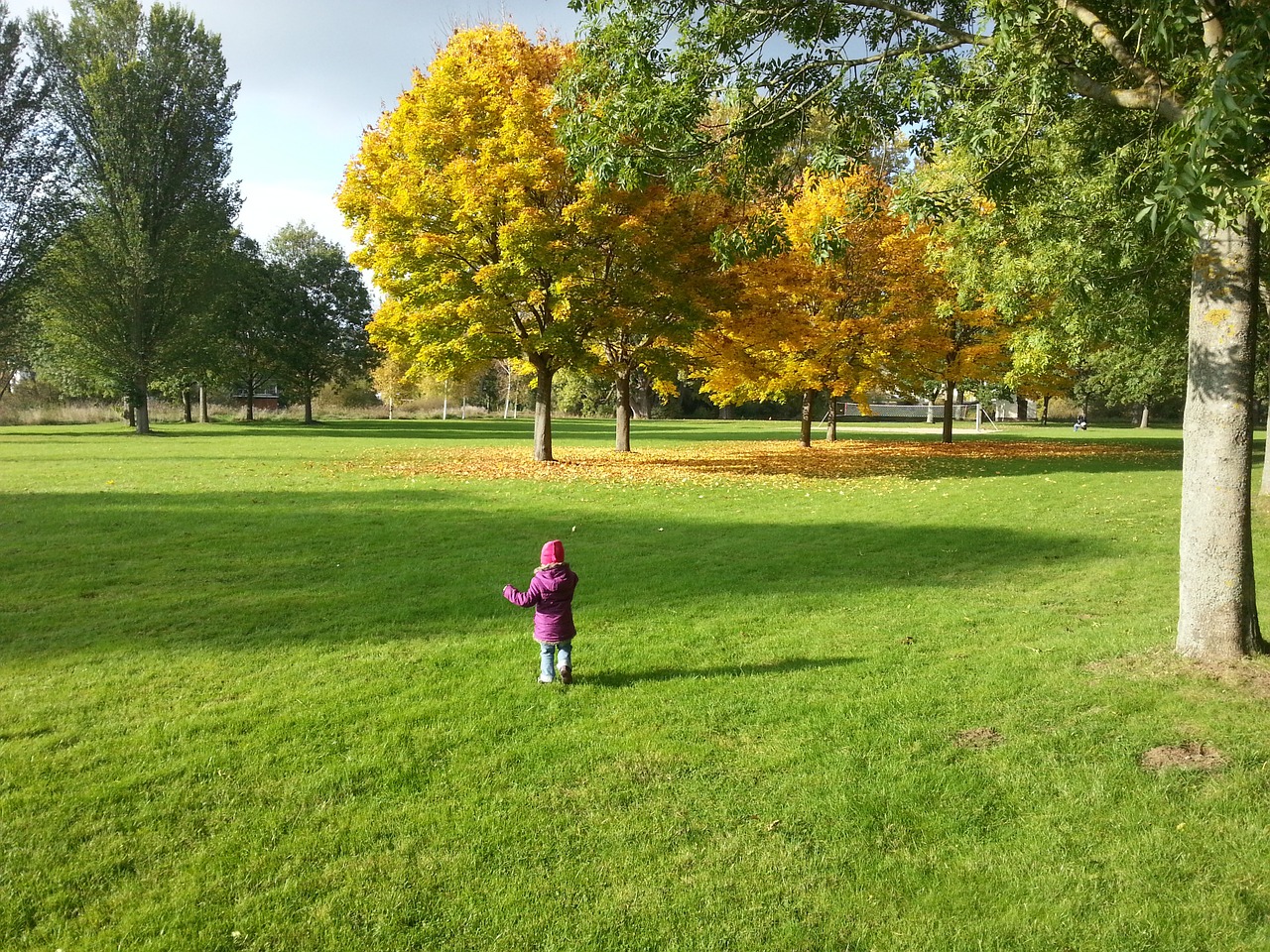 autumn trees golden autumn free photo