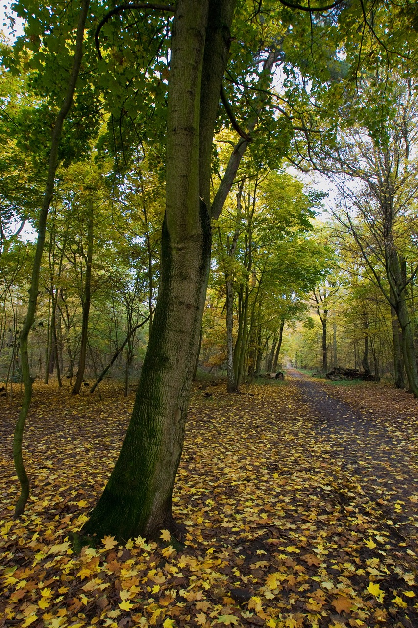 autumn autumn mood coloring free photo