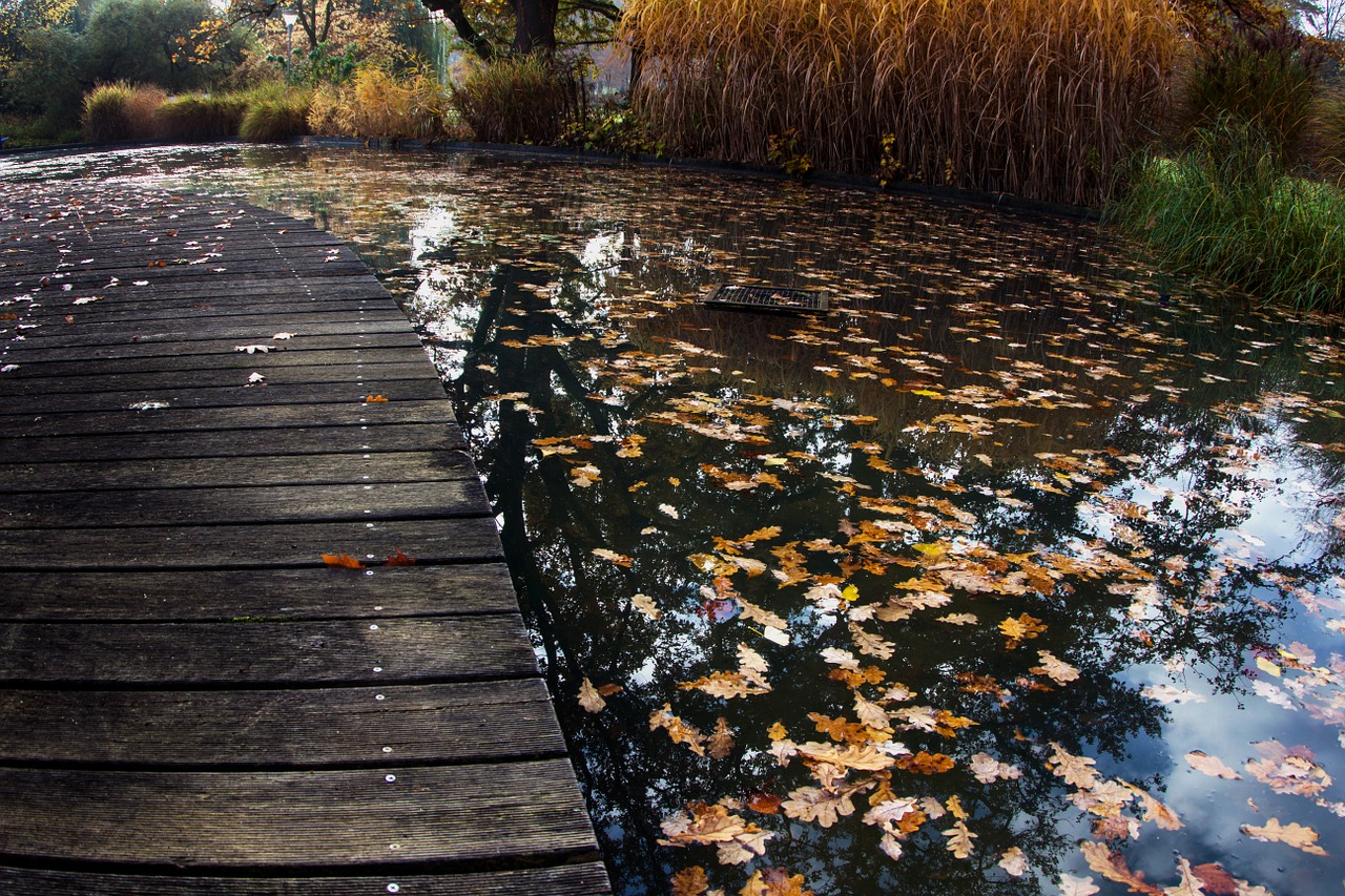 autumn water leaves free photo