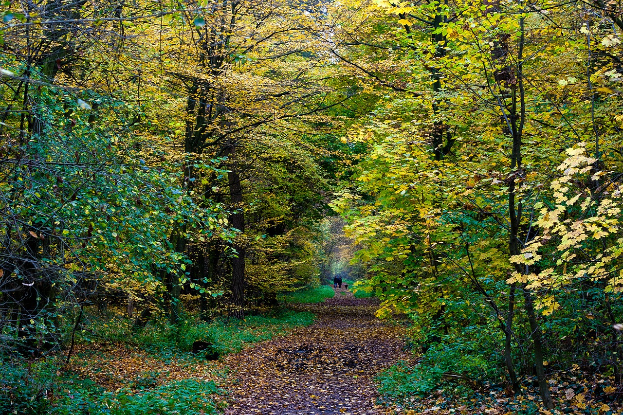 autumn colorful fall foliage free photo