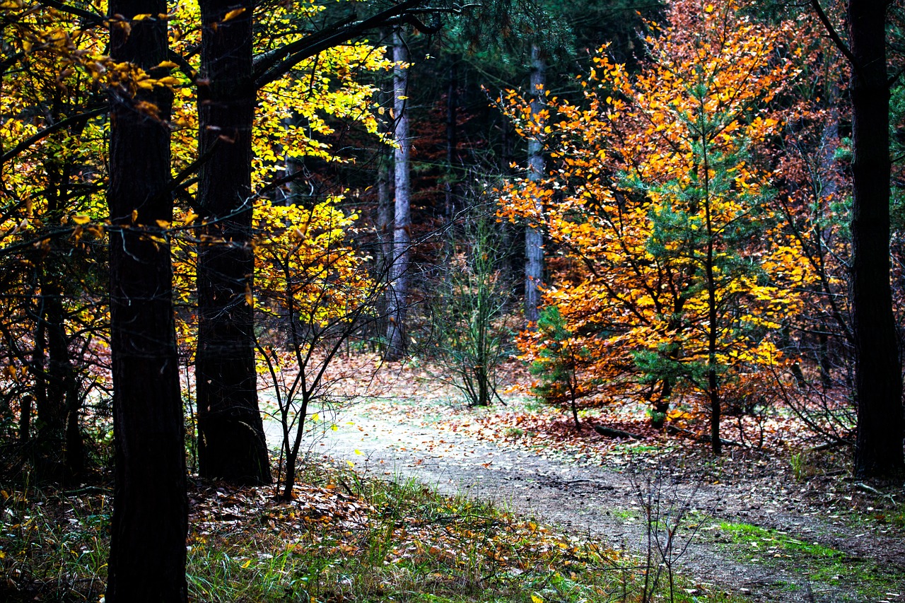 autumn autumn colours fall foliage free photo